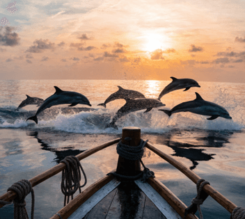 Sunset Dolphin Cruise & Leaping Spinner Dolphins